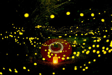 大山崎町賞「ヒメホタルのお迎え」